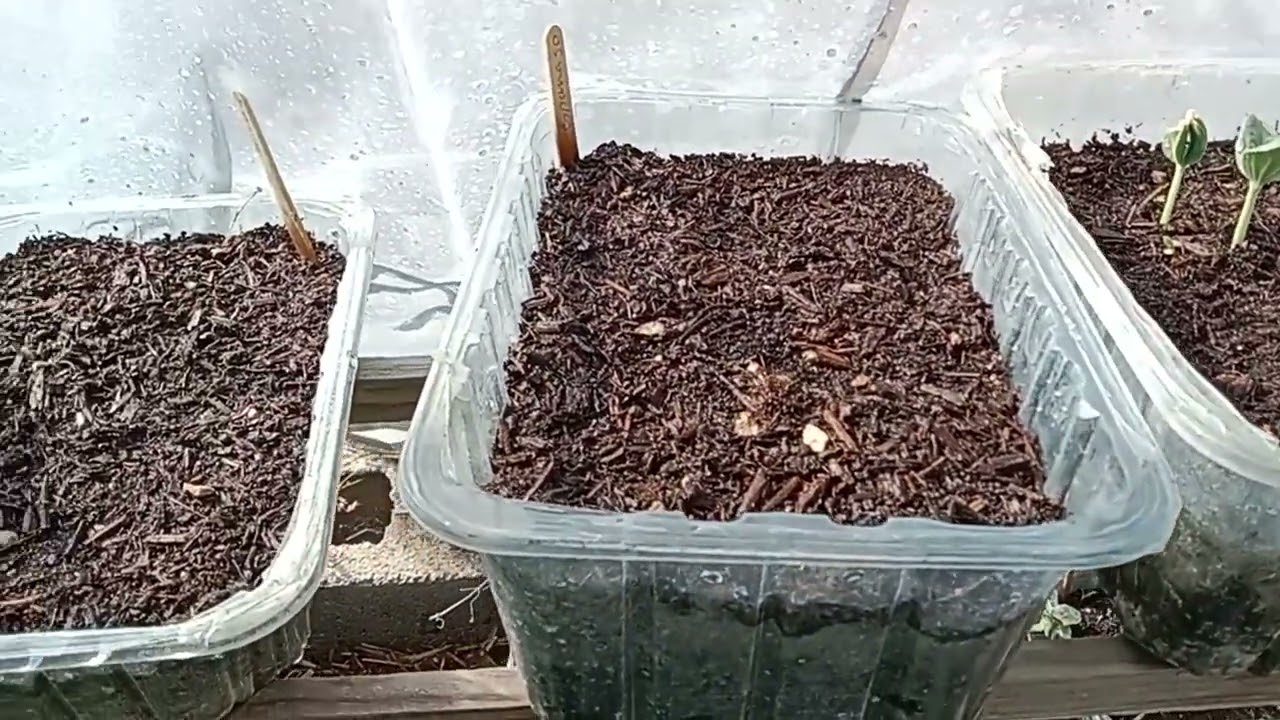 El SEMILLERO FUNCIONA