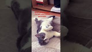#cumartesi #cat #keşfet #youtubeshorts #kedi #kediler