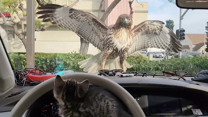KITTEN ALMOST EATEN BY A HAWK with Comedic Commentary