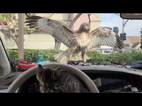 KITTEN ALMOST EATEN BY A HAWK with Comedic Commentary
