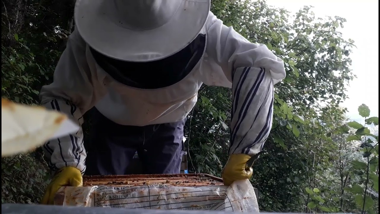 Eylül ayı arı bakımı ve beslemesi