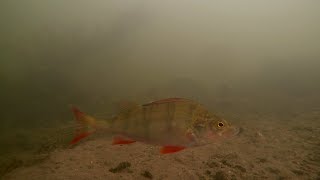 River Lea Lee Underwater Towpath Fishery Perch Roach Dace
