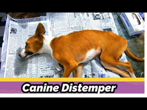 Canine distemper in Dogs and Puppies