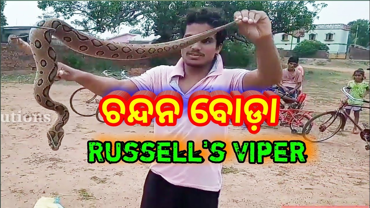 indian snakes wikipedia ଚନ୍ଦନ ବୋଡ଼ା||Russel's Viper Snake Rescued By Mahendra from Home In Dhenkanal Odisha