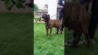 Pablo The Brindle Bull Mastiff