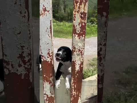 Coca-cola abandona a perritos cuidadores en bodega de Veracruz y causa indignación, buscan hogar