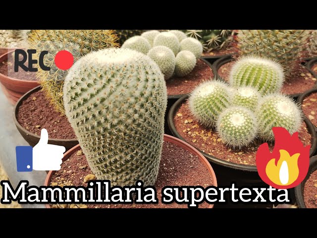 Mammillaria supertexta, cuidados e informacin. - YouTube