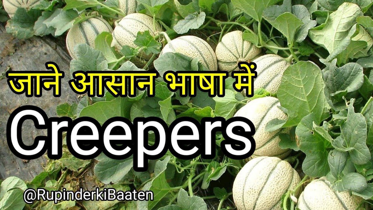 Creeper Meaning in Marathi, Creeper म्हणजे काय, Creeper in Marathi  Dictionary