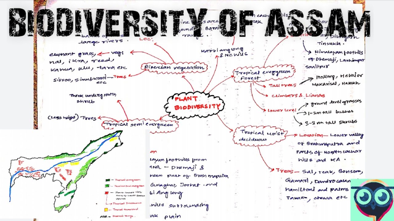 biodiversity of assam essay