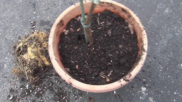 Fig Tree Air Layer Removal Disaster