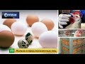 Польза и вред магазинных яиц