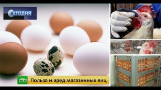 Польза и вред магазинных яиц