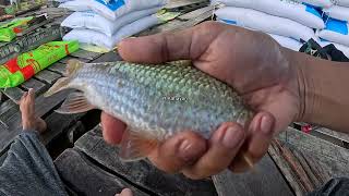 Download Lagu WAH !! SERUNYA MANCING DI SAMPING KERAMBA APUNG SUNGAI KALIMANTAN MP3 Download Lagu WAH !! SERUNYA MANCING DI SAMPING KERAMBA APUNG SUNGAI KALIMANTAN MP3