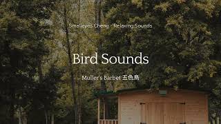 8 Minutes of Muller's Barbet Bird Sounds｜8分鐘五色鳥叫聲 screenshot 1