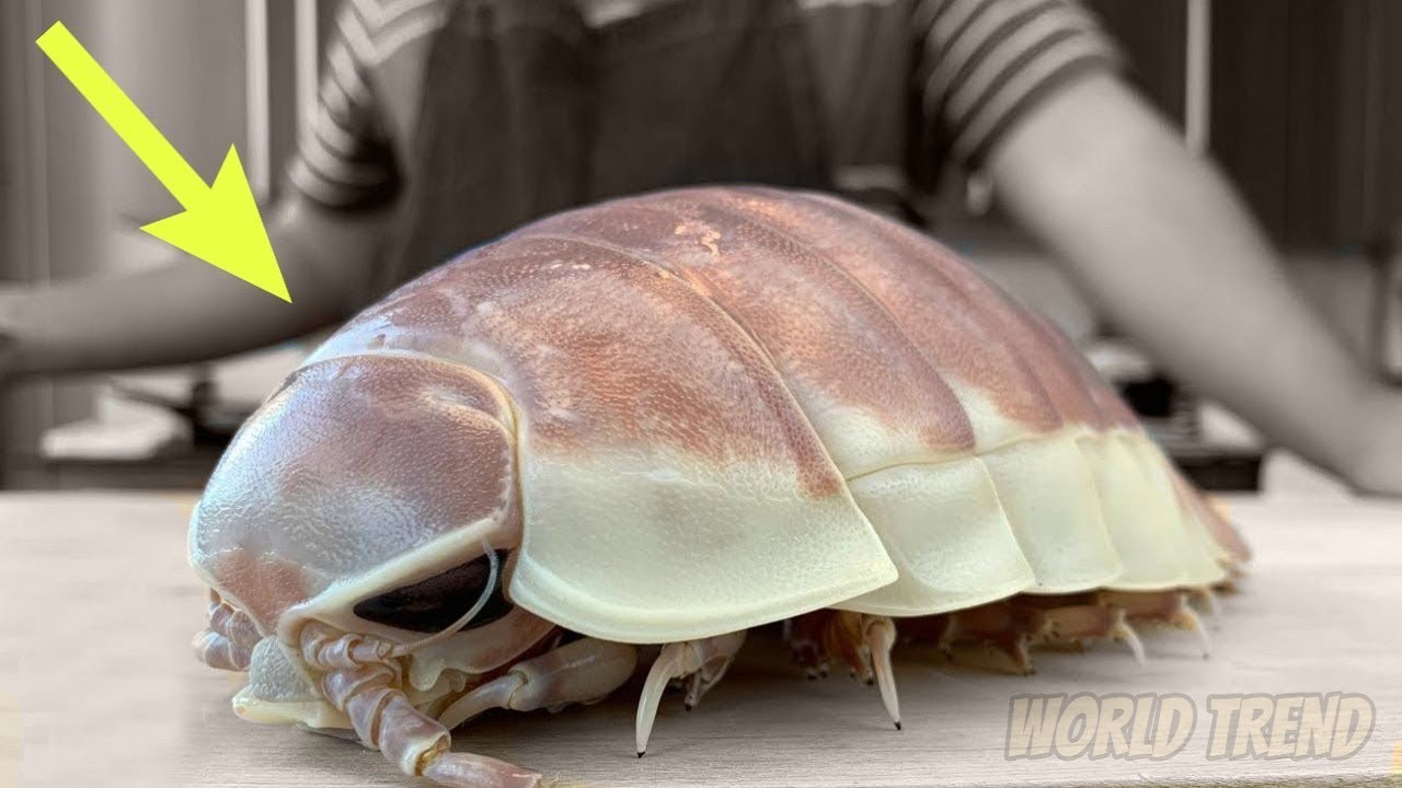 Biggest Insect Shell THE BIGGEST INSECTS In The World! - YouTube