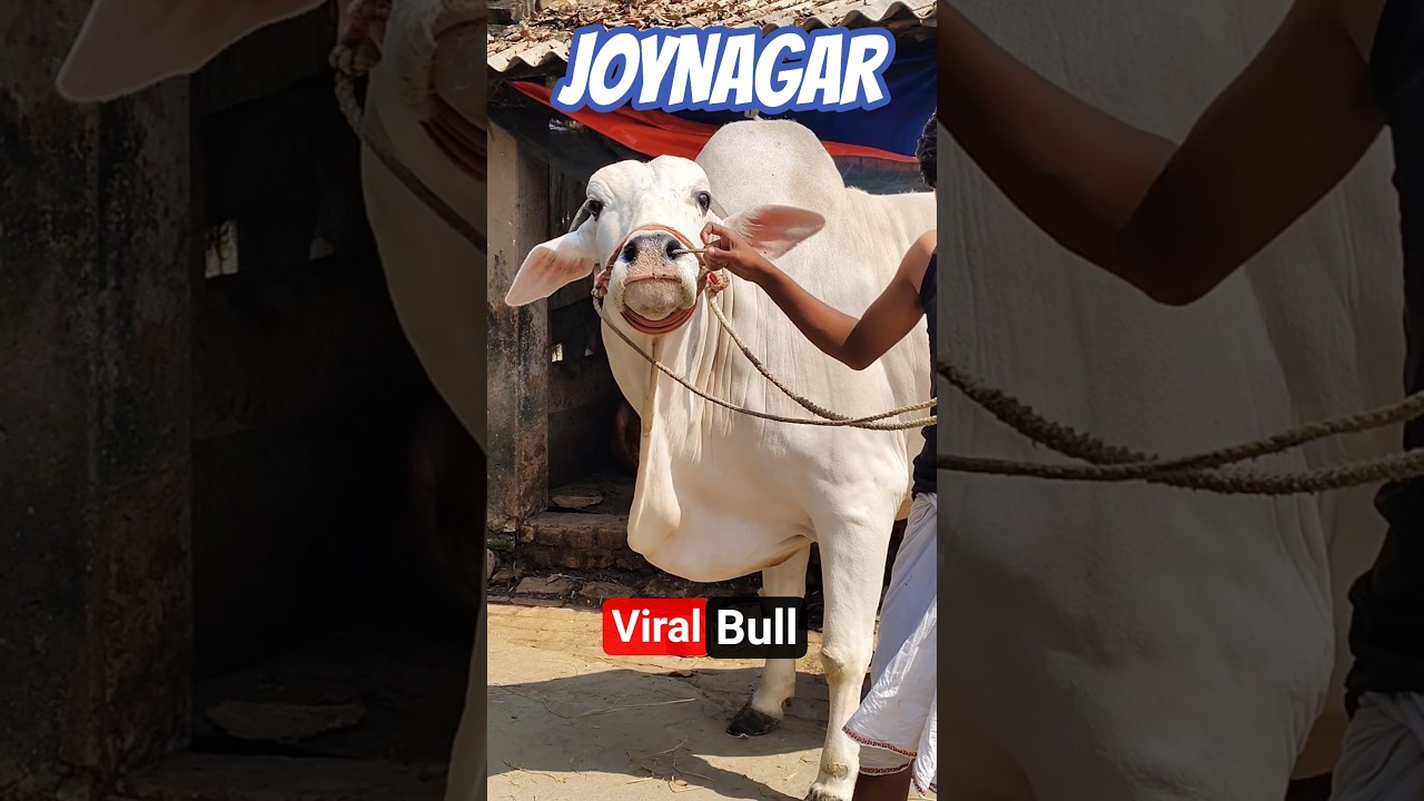 👉 JOYNAGAR VIRAL ANDHRA BULL GORUR VIDEO 