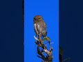 Asian barred owlet 🦉 #birds #short #shorts #shortvideo #viral #viralshorts #wild #shortsvideo