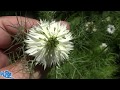 Love in a Mist | Nigella damascena | Flowers in the garden