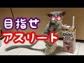 Bushbaby 爆笑🤣おさるの筋トレ