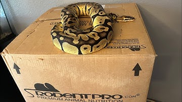 Snake Feeder Unboxing | Rodent Pro