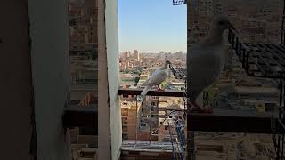 حمامه غريبه عماله تطير وتقف عندي في البلكونهكل واحد يلم حمامه لو سمحتوا😂