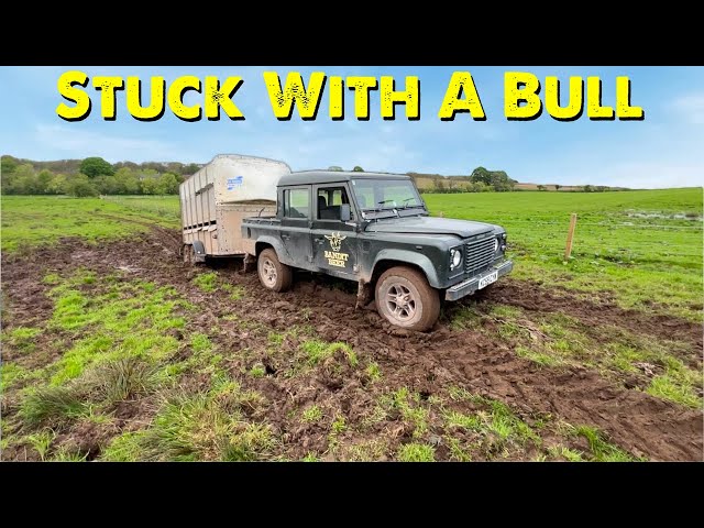 Stuck With A Bull | Mad Cow Disease Outbreak In Scotland class=