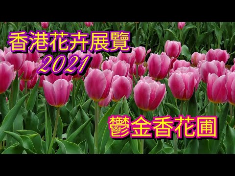 🌷🌷中區海濱長廊賞超美 [鬱金香花海]♤♤18032021♡♡