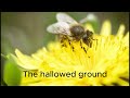 The Honey Bee