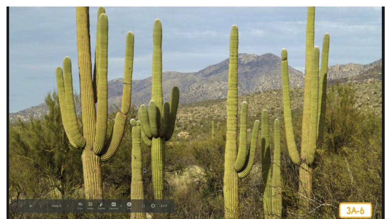 L&L K8 L3 The Sonoran Desert Habitat YouTube