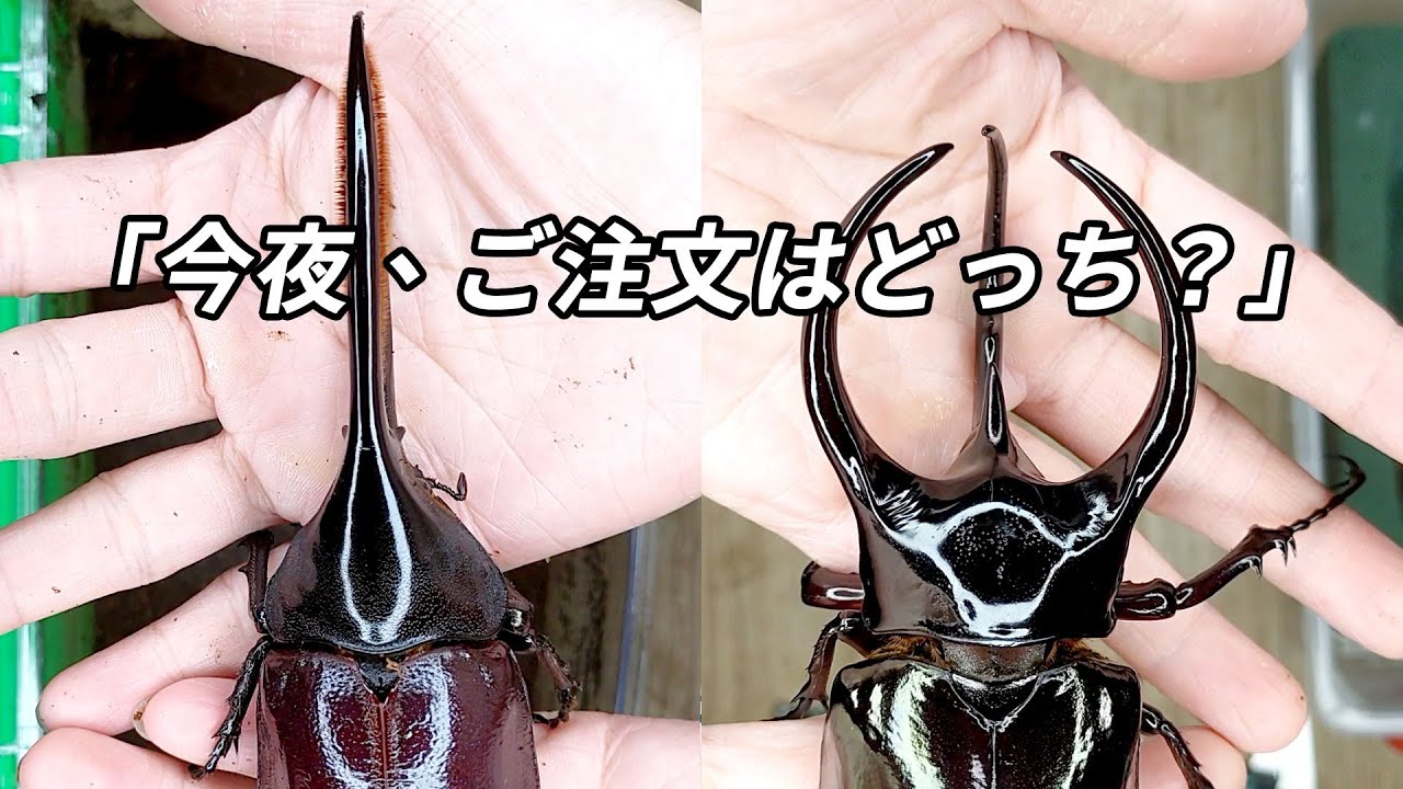 【山林蟲坊】長戟與南洋大兜：那些沒拍到羽化縮時的傢伙 | Dynastes and Chalcosoma: Beetles That Were Unphotographed of Eclosion