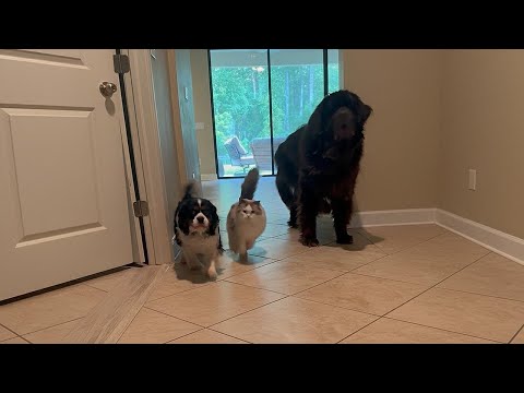 Ragdoll Cavalier and Newfy have an adorable play session