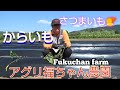 【さつまいも栽培】兄妹 でさつまいも植えてみた‼️紅はるか【さつまいも】【からいも】【芋】農作業 #272