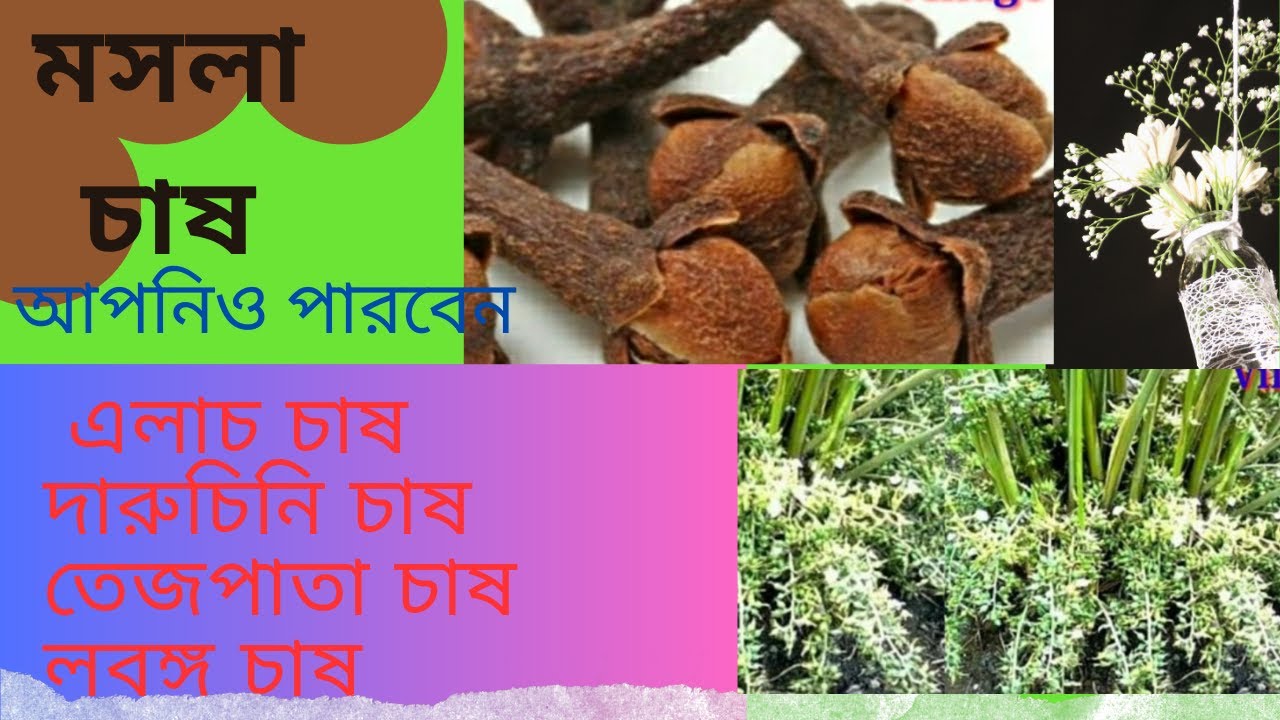 শখের মসলা গাছ /village home ,spice plant - everything about all spice