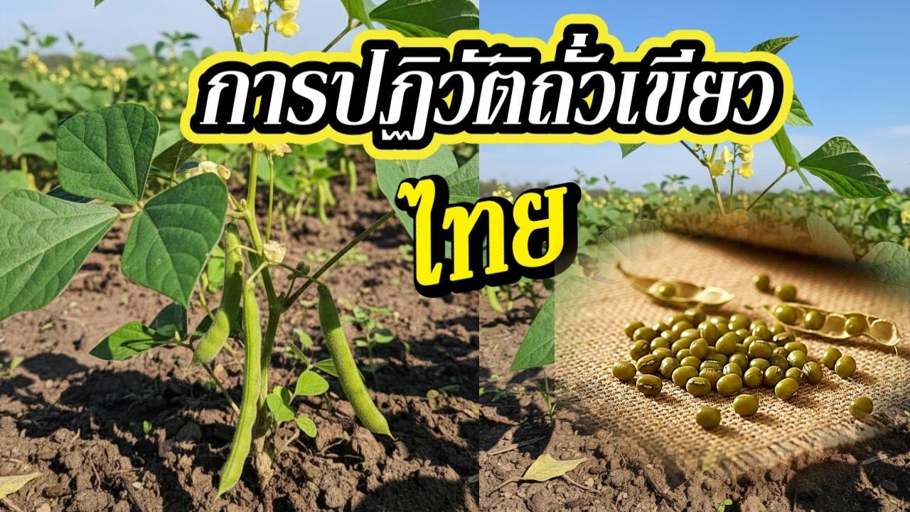 การปฏิวัติถั่วเขียว