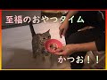 【うちのふぅちゃん】カツオが大好き！！