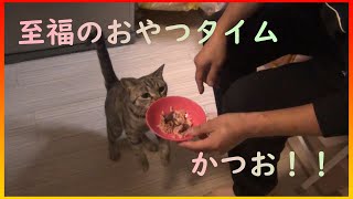 【うちのふぅちゃん】カツオが大好き！！