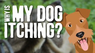 Why Is My Dog ITCHING?? The Main Causes Explained!