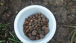 Harvesting Potato mint. The BEST non potato "potato" I've grown yet??!?