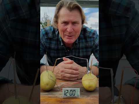 Obedient Ivykutti #dogcoach #doggielife #dogshorts #dogtraining