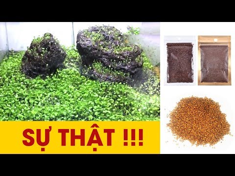 Video: Cách Trồng Cây Thủy Sinh Từ Hạt Giống