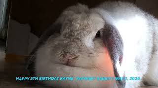 Happy 5th Birthday on May 1 2024 Rayne Raynier Rabbit relaxing in the sun with her ear glowing!! by Rayne Rabbit Adventures 51 views 2 weeks ago 16 seconds