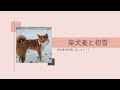 【柴犬麦】初雪にはしゃぐ犬