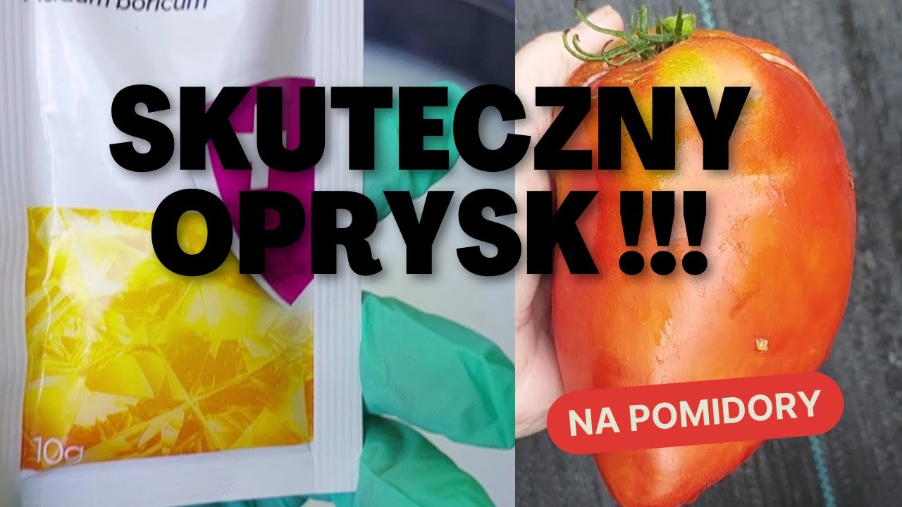 Skuteczny Oprysk który uchroni Twoje pomidory ‼️