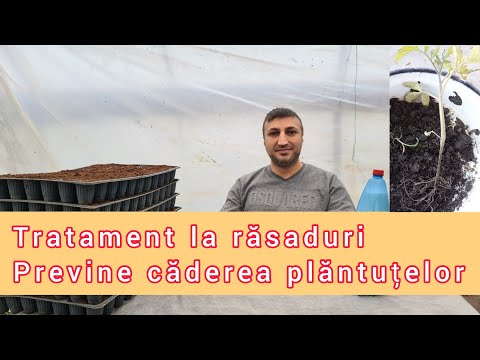 Video: Mucegaiul pepene verde: Aflați despre tratamentul mucegaiului în plantele de pepene verde