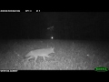 Bobcat Attacks Coyote—That Scream!!