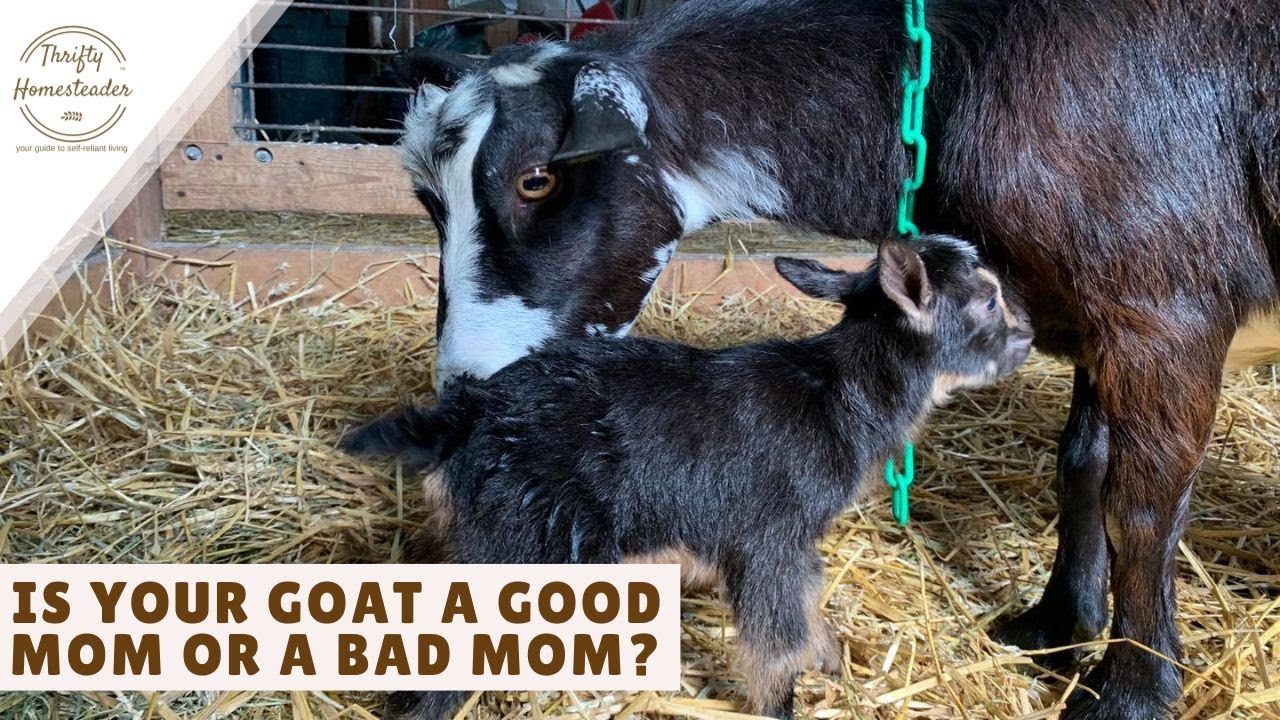Normal Baby Goat Nursing OR a Bad Mama Goat? - YouTube