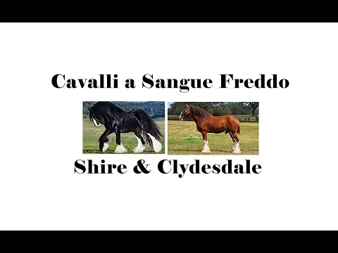 Video Curiosità🤔: Cavalli a Sangue Freddo🐴 / Shire & Clydesdale // Filiblue The Horseland 💜