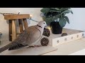 In the birdroom: Skippy and Maya and lots of cooing and playing! (ringneck dove)