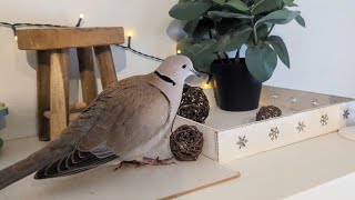 In the birdroom: Skippy and Maya and lots of cooing and playing! (ringneck dove)