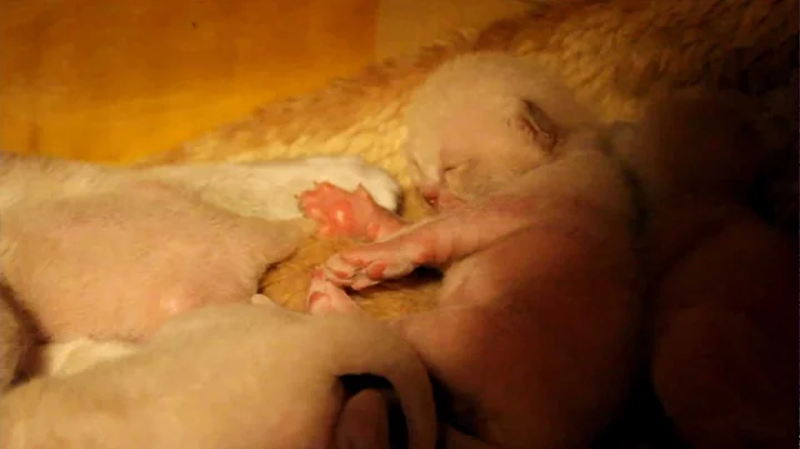 Video 4865551: burmese kitten, lilac burmese